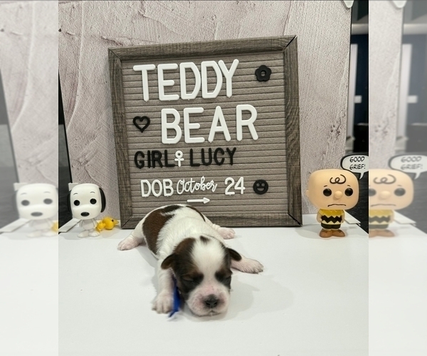 Medium Photo #2 Zuchon Puppy For Sale in NEW YORK MILLS, MN, USA