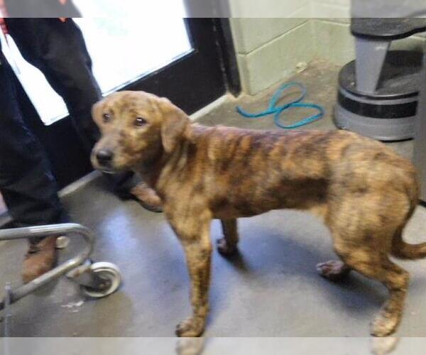 Medium Photo #1 Plott Hound-Unknown Mix Puppy For Sale in Tulsa, OK, USA