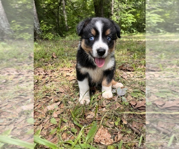 Medium Photo #4 Australian Shepherd Puppy For Sale in ELBERTON, GA, USA