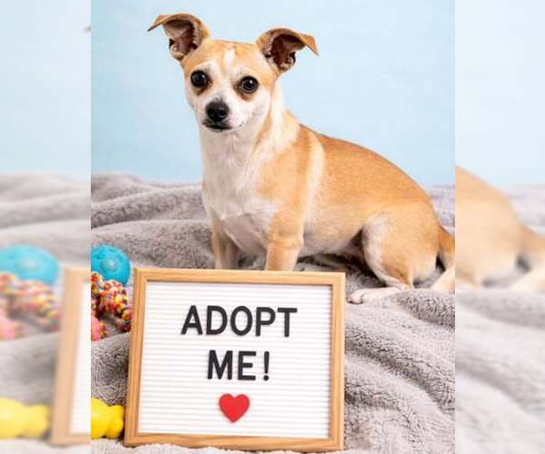 Medium Photo #1 Chihuahua-Unknown Mix Puppy For Sale in Sanford, FL, USA