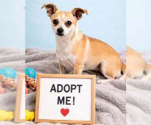 Chihuahua-Unknown Mix Dogs for adoption in Sanford, FL, USA