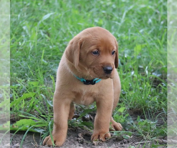 Medium Photo #5 Labrador Retriever Puppy For Sale in CELINA, OH, USA