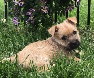 Cairn Terrier Puppy for sale in AMHERST, MA, USA