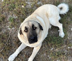 Father of the Caucasian Shepherd Dog-Kangal Dog Mix puppies born on 07/26/2025