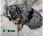 Small Photo #4 Aussiedoodle Miniature -Miniature Bernedoodle Mix Puppy For Sale in MIDDLEBURY, IN, USA