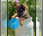 Small Photo #3 German Shepherd Dog Puppy For Sale in KALKASKA, MI, USA