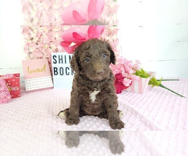 Medium Photo #1 Labradoodle Puppy For Sale in COLLEGE STA, TX, USA