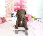 Small Photo #1 Labradoodle Puppy For Sale in COLLEGE STA, TX, USA