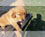 Small Photo #5 Golden Retriever Puppy For Sale in LEON, KS, USA