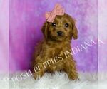Small Photo #53 Cavapoo (Miniature) Puppy For Sale in WARSAW, IN, USA