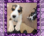 Small Photo #9 Cowboy Corgi Puppy For Sale in GALLEGOS, NM, USA