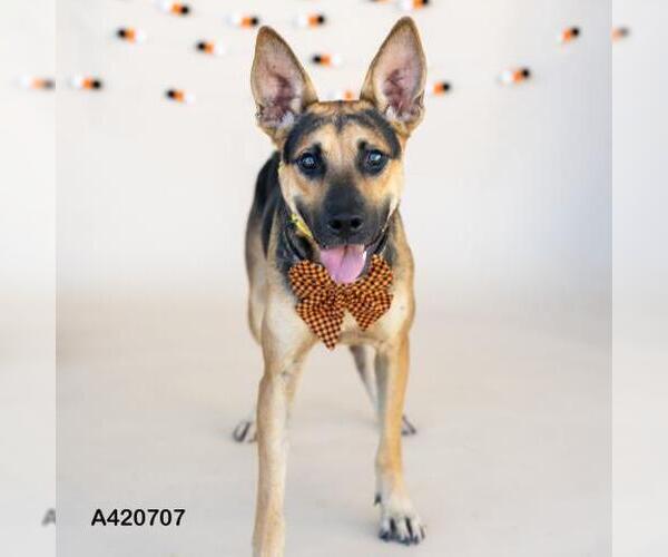 Medium Photo #2 German Shepherd Dog-Unknown Mix Puppy For Sale in Conroe, TX, USA