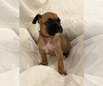 Small #1 Boxer
