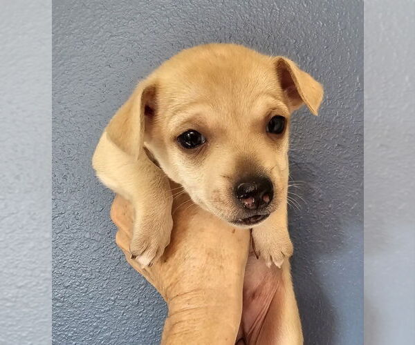 Medium Photo #3 Chihuahua-Unknown Mix Puppy For Sale in Olalla, WA, USA