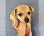 Small #2 Chihuahua Mix