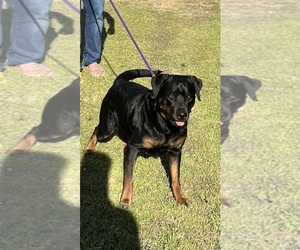 Mother of the Rottweiler puppies born on 03/24/2025