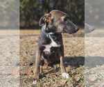 Small #9 Mutt
