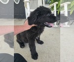 Small #1 Newfoundland