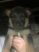 Small Photo #1 German Shepherd Dog Puppy For Sale in ROANOKE, VA, USA