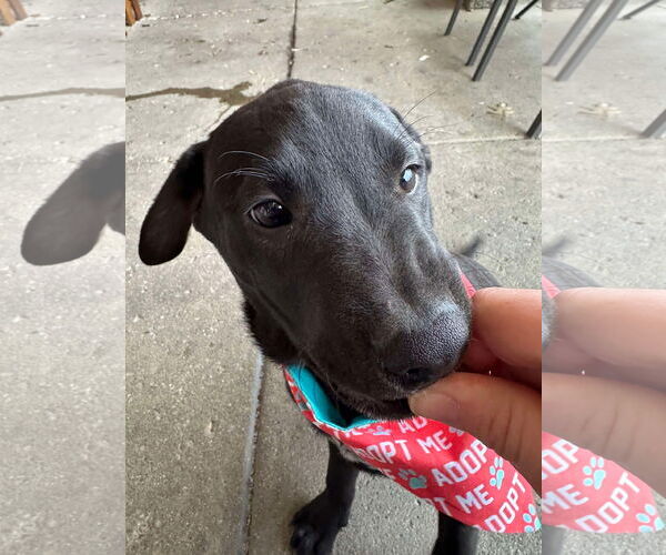 Medium Photo #16 American Pit Bull Terrier-Unknown Mix Puppy For Sale in Germantown, OH, USA