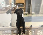 Small #1 Labrador Retriever
