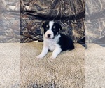 Puppy 7 Mini Australian Shepterrier-Pembroke Welsh Corgi Mix