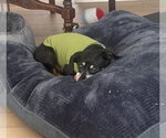 Small Photo #6 Chiweenie Puppy For Sale in Shelbyville, TN, USA