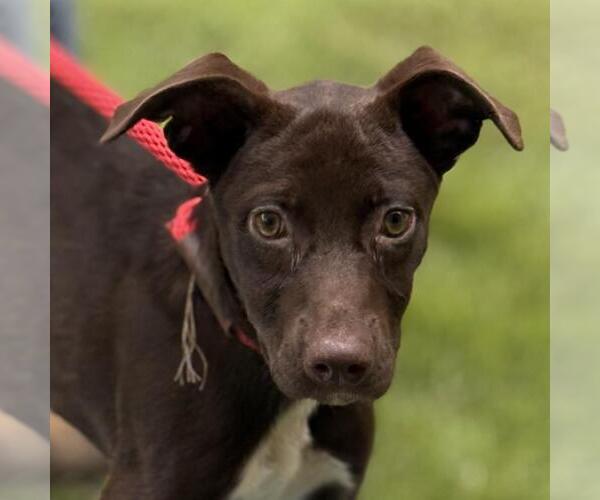Medium Photo #1 Labrador Retriever-Unknown Mix Puppy For Sale in Yardley, PA, USA