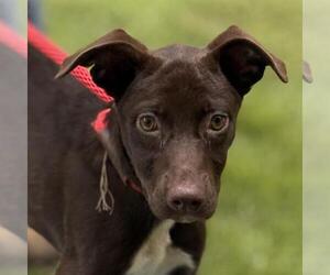 Labrador Retriever-Unknown Mix Dogs for adoption in Yardley, PA, USA
