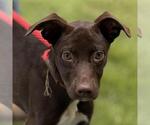 Small Labrador Retriever Mix