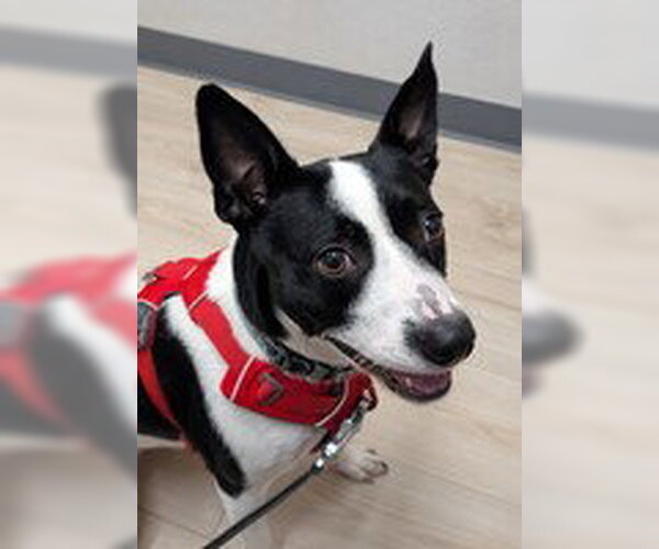 Medium Photo #2 Mutt Puppy For Sale in Fremont, CA, USA