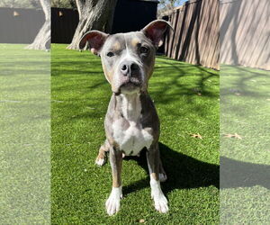 Mutt Dogs for adoption in Royse City, TX, USA