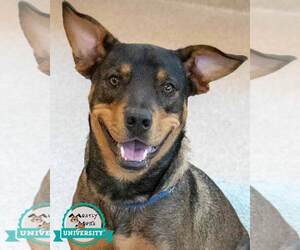 Medium Rottweiler Mix