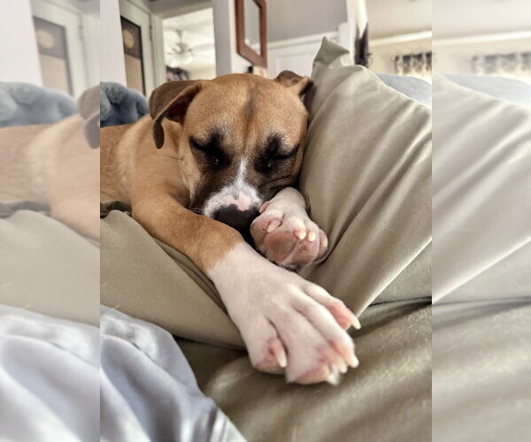 Medium Photo #2 American Pit Bull Terrier-Labrador Retriever Mix Puppy For Sale in Brewster, NY, USA