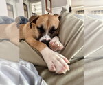 Small #1 American Pit Bull Terrier-Labrador Retriever Mix