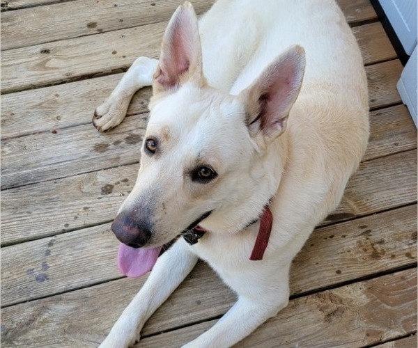 Medium Photo #1 German Shepherd Dog Puppy For Sale in SUMMERFIELD, NC, USA