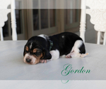 Puppy Gordon Basset Hound