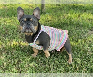 Mother of the French Bulldog puppies born on 07/29/2021