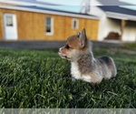 Small #1 Pembroke Welsh Corgi