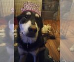 Small Huskies Mix