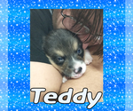 Small Photo #69 Pembroke Welsh Corgi Puppy For Sale in LOGAN, NM, USA