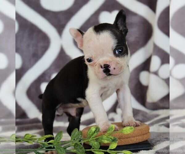 Medium Photo #5 Boston Terrier Puppy For Sale in NEW HOLLAND, PA, USA