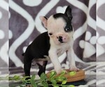 Small Photo #5 Boston Terrier Puppy For Sale in NEW HOLLAND, PA, USA