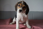 Small Photo #1 Beagle Puppy For Sale in FREDERICKSBURG, OH, USA