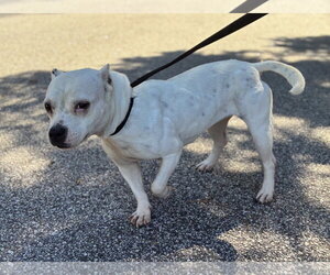 American Bulldog-Unknown Mix Dogs for adoption in Raleigh, NC, USA