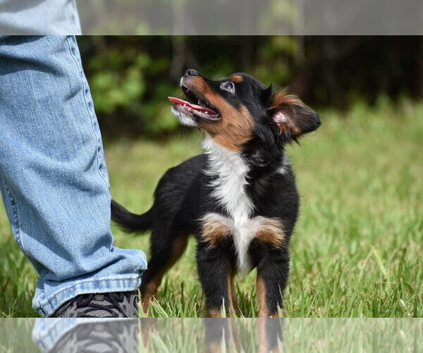 Medium Photo #4 Miniature American Shepherd Puppy For Sale in PALM COAST, FL, USA