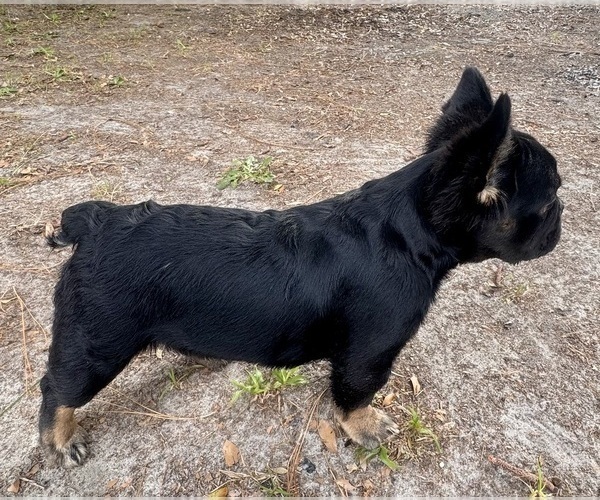 Medium Photo #11 French Bulldog Puppy For Sale in BONNEAU, SC, USA
