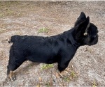 Small #10 French Bulldog