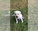Small Photo #20 Labrador Retriever Puppy For Sale in ST PETERSBURG, FL, USA