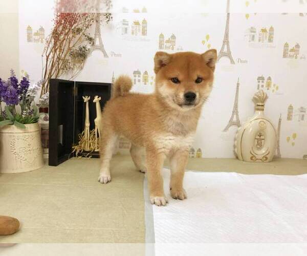 Medium Photo #3 Shiba Inu Puppy For Sale in WASHINGTON, DC, USA